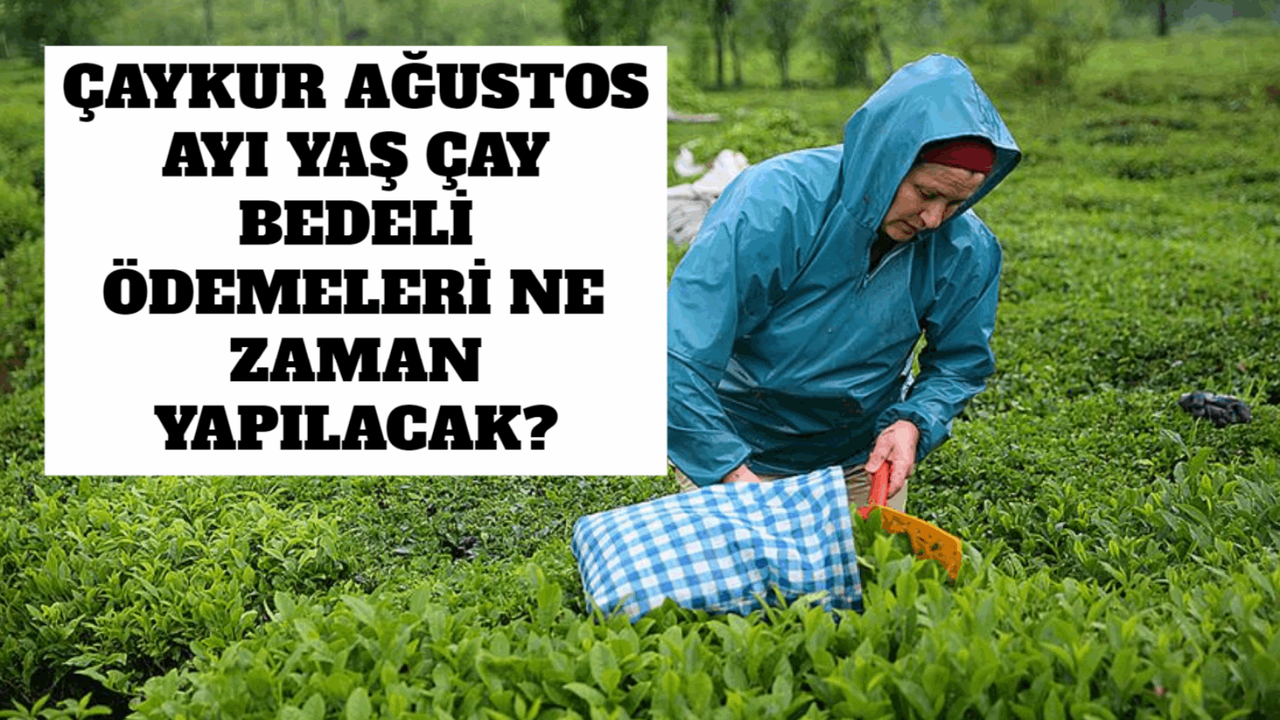 ÇAYKUR Ağustos Ayı Yaş Çay Bedeli Ödemeleri Ne Zaman Yapılacak?
