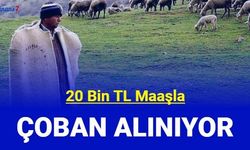 20 bin TL maaşla çoban alınıyor