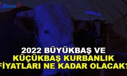 2022 Büyükbaş ve Küçükbaş Kurbanlık Fiyatları Ne Kadar Olacak? 