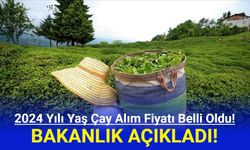 2024 Yaş Çay Alım Fiyatı Belli Oldu!