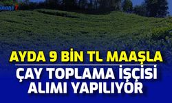 Ayda 9 Bin TL Maaşla Çay Toplama İşçisi Alımı Başladı