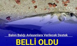 Balon balığı avlayanlara verilecek destek belli oldu