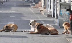 Başıboş Sokak Köpekleri İçin Yeni Önlemler Geliyor!