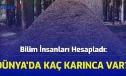 Bilim İnsanları Hesapladı: Dünyada Kaç Karınca Var?