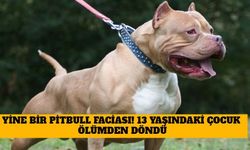 Bir Pitbull Faciası Daha! Denizli'de 13 Yaşındaki Çocuk Ölümden Döndü!