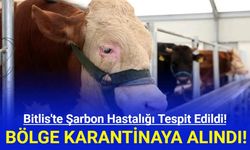 Bitlis'te Şarbon Hastalığı Tespit Edildi! Bölge Karantinaya Alındı