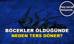 Böcekler Neden Öldüklerinde Sırt Üstü Olur? Neden Ters Döner?