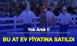 Bu At, Ev Fiyatına Satıldı