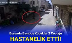 Bursa'da Başıboş Köpekler 2 Çocuğu Hastanelik Etti!