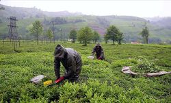 ÇAYKUR,Sel Felaketinden Olumsuz Etkilenen Üreticilerden İki Kat Kontenjanla Yaş Çay Alımına Devam Ediyor