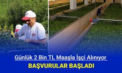 Günlük 2 bin TL maaşla çay toplama işçisi alımı başvurusu başladı