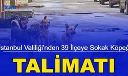 İstanbul Valiliği'nden sokak köpekleri ile ilgili karar