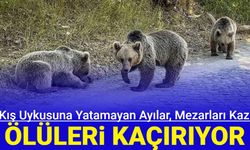 Kış uykusuna yatamayan ayılar, mezarları kazıp ölüleri kaçırıyor