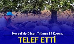 Kocaeli'de düşen yıldırım 29 koyunu telef etti