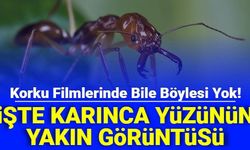 Korku Filmlerinde Bile Böylesi Yok: İşte Karınca Yüzünün Yakından Çekilmiş Fotoğrafı