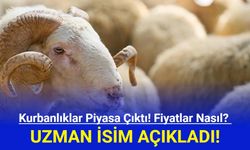 Kurbanlıklar Piyasa Çıktı! Fiyatlar Nasıl? Uzman İsim Açıkladı!
