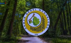 OGM Orman Mühendisi alımı başvurusu bitiyor: Sonuçları ne zaman açıklanacak 2023