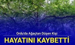 Ordu'da ağaçtan düşen kişi hayatını kaybetti