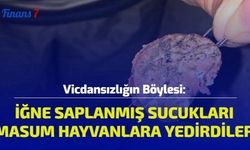 Vicdansızlığın Böylesi: İğne Saplanmış Sucukları Masum Hayvanlara Yedirdiler