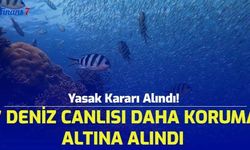 Yasak Kararı Alındı! 7 Deniz Canlısı Daha Koruma Altına Alındı