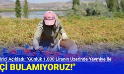 Yetiştirici Açıkladı: "Günlük 1.000 Liranın Üzerinde Yevmiye İle İşçi Bulamıyoruz"