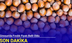 Giresun'da fındık fiyatı belli oldu