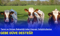 Tarım ve Orman Bakanlığı’ndan Hayvan Yetiştiricilerine Gebe Düve Desteği!