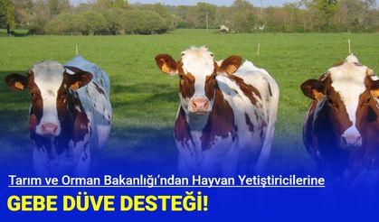 Tarım ve Orman Bakanlığı’ndan Hayvan Yetiştiricilerine Gebe Düve Desteği!
